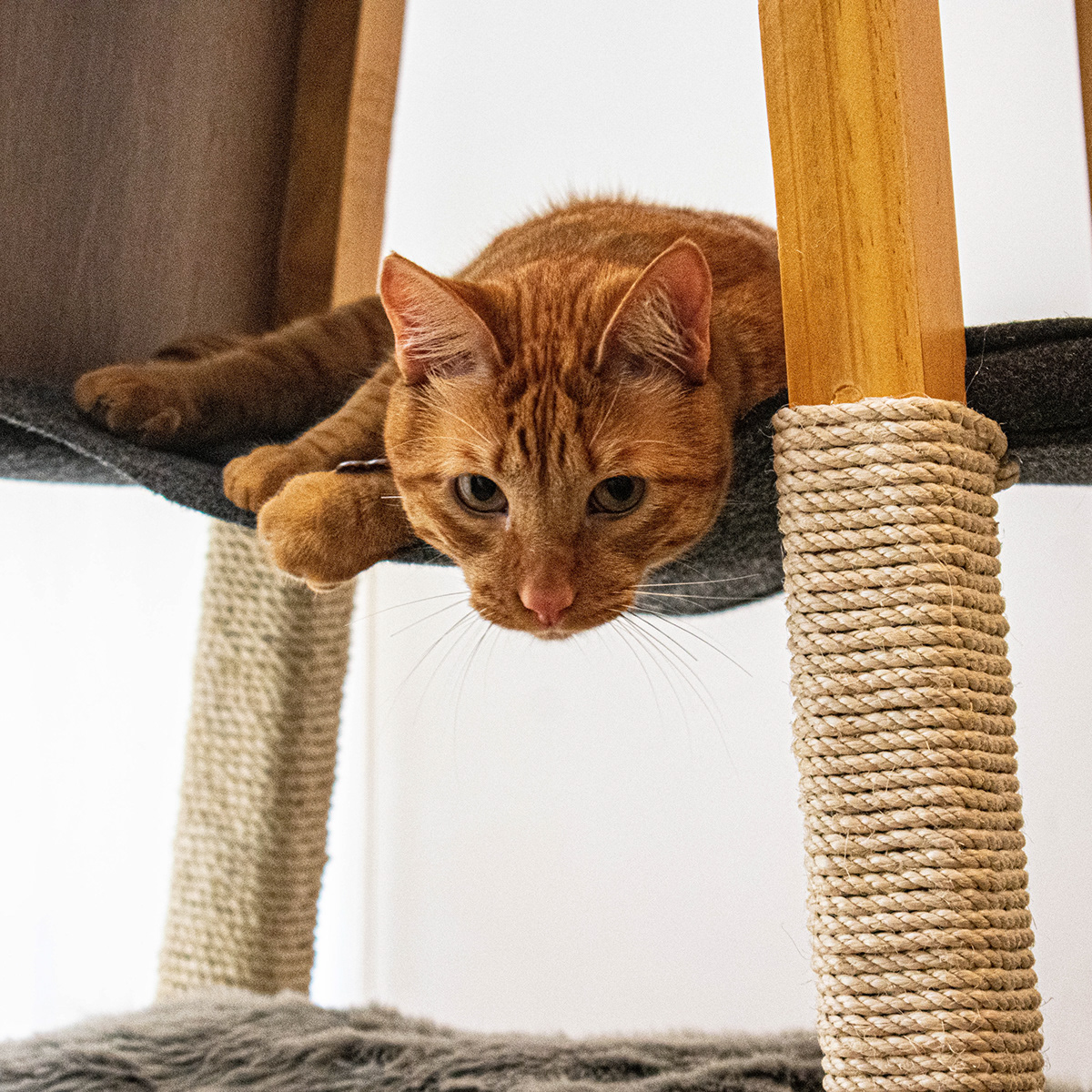 SIO，Cat nest，woodiness，