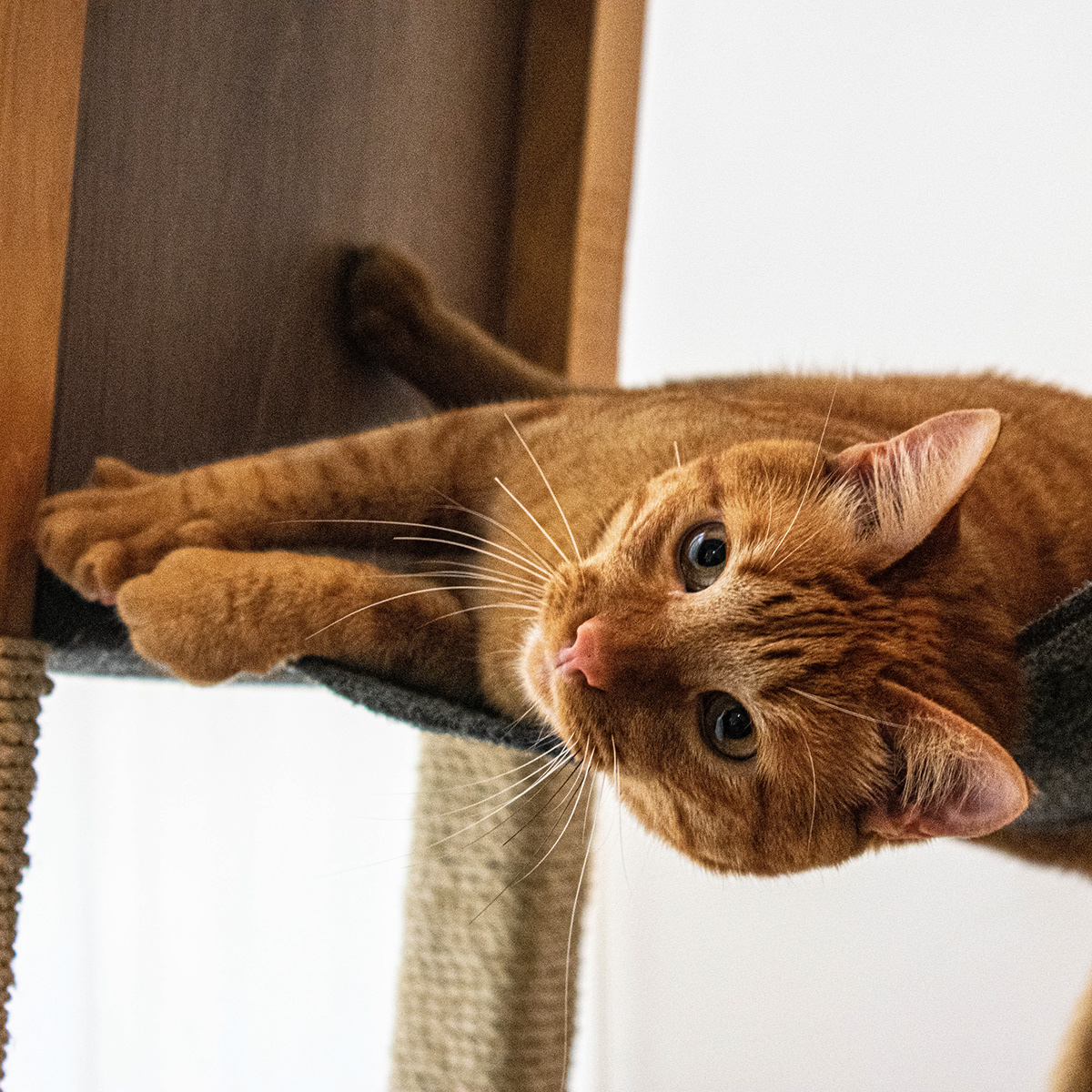 SIO，Cat nest，woodiness，