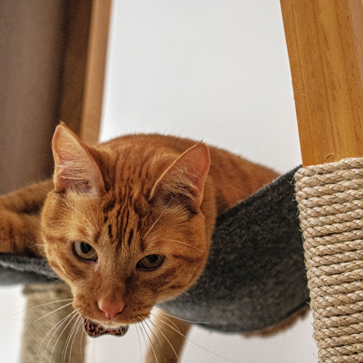 SIO，Cat nest，woodiness，