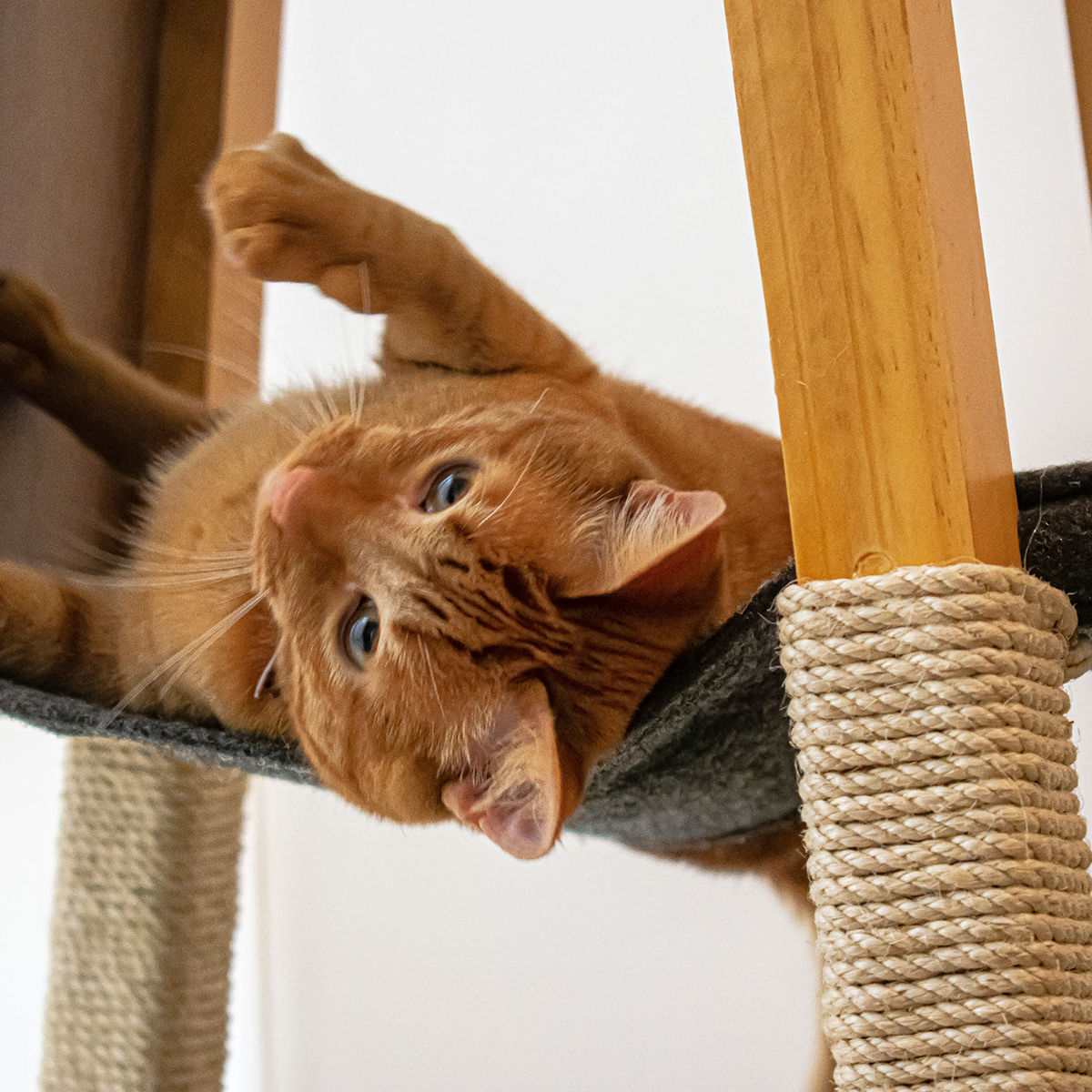 SIO，Cat nest，woodiness，