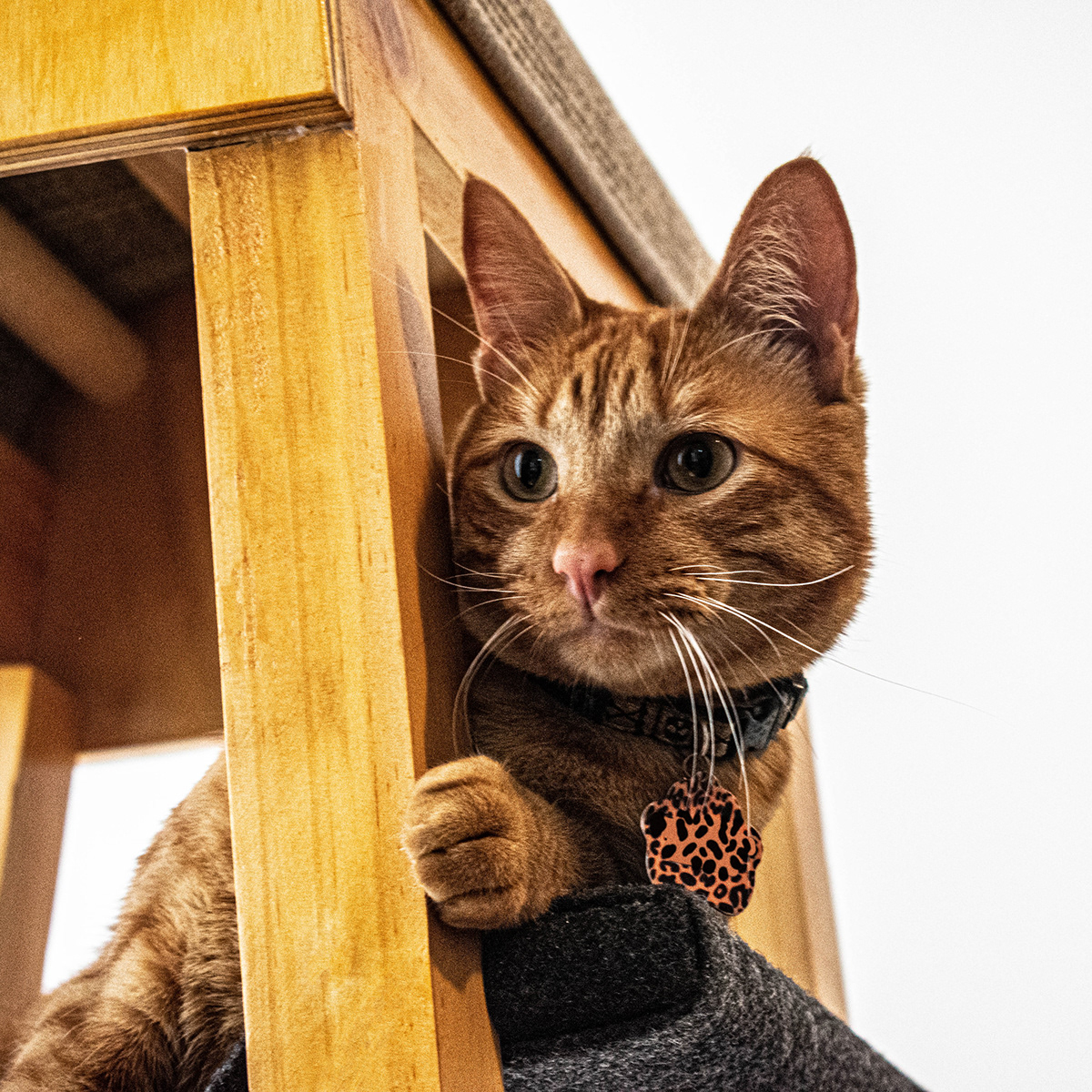 SIO，Cat nest，woodiness，