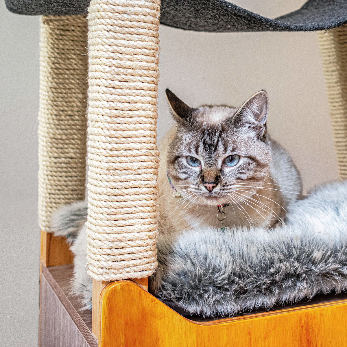 SIO，Cat nest，woodiness，