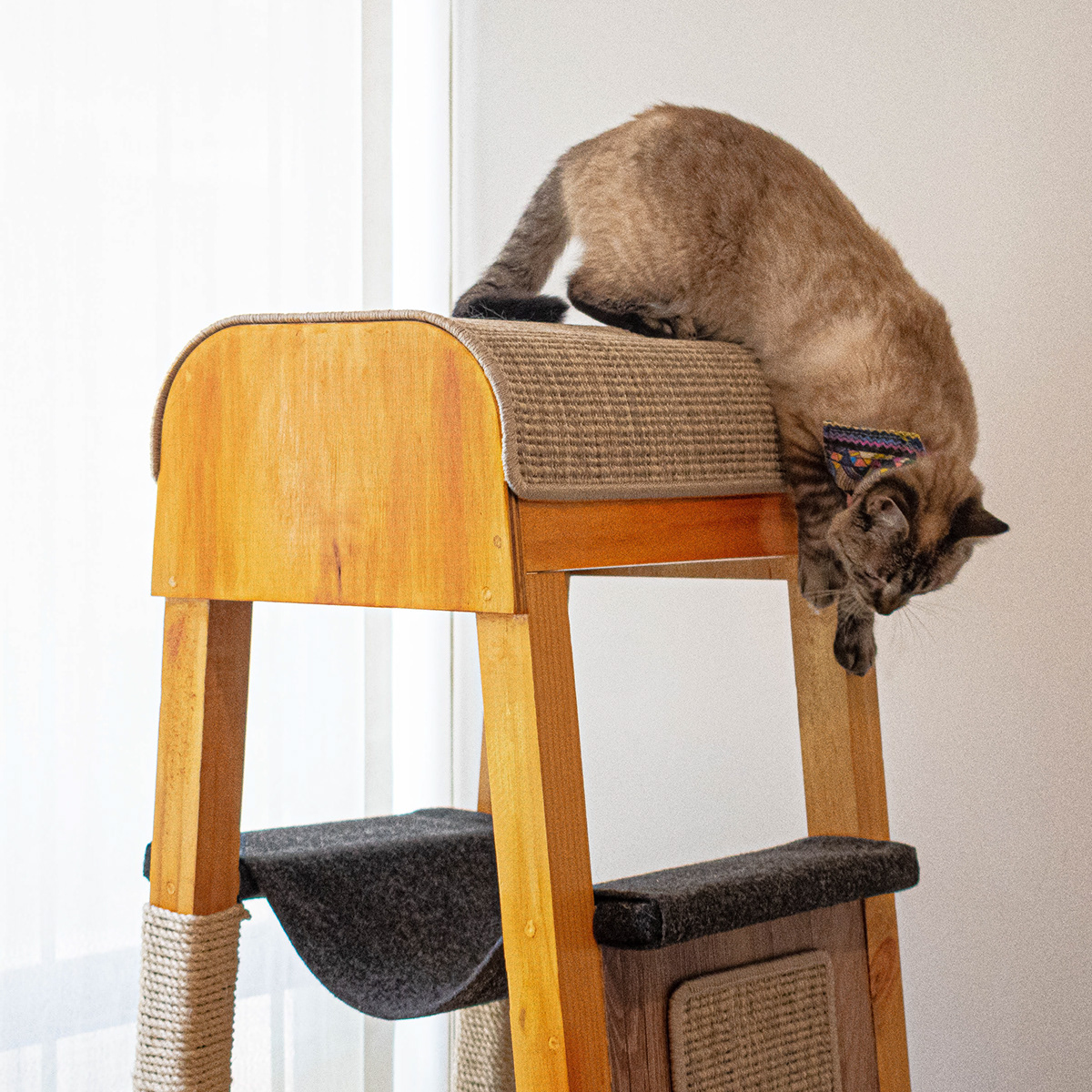 SIO，Cat nest，woodiness，