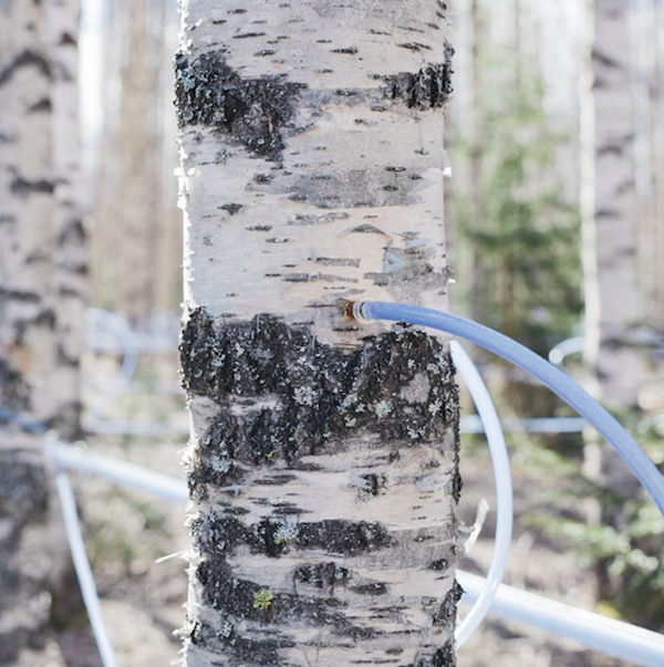 NongFu Spring，Honyaradoh，Facial mask，major suit，