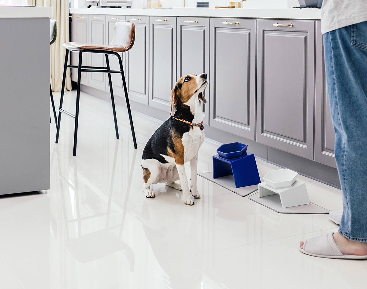 Pets，tableware，hexagon，Multicolor，