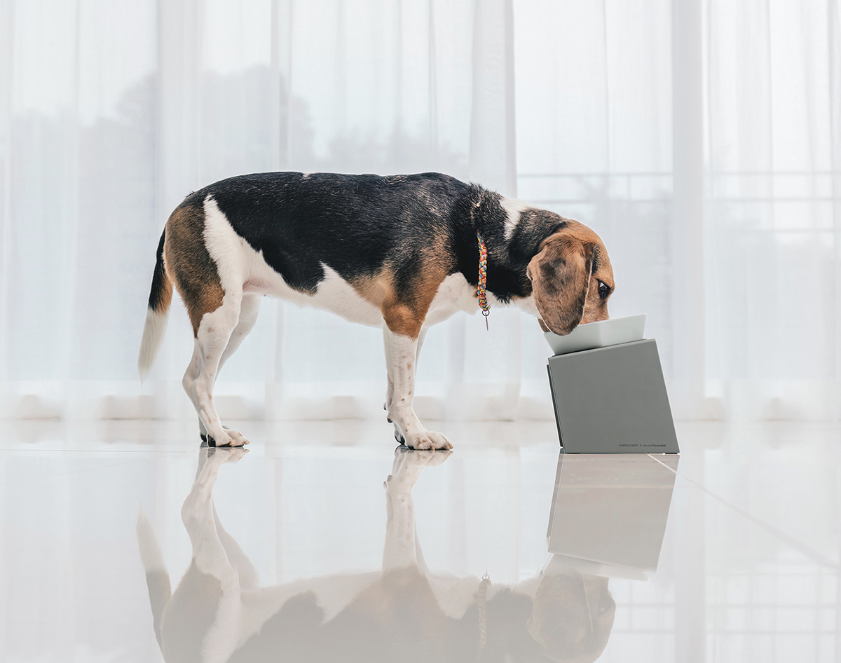 Pets，tableware，hexagon，Multicolor，