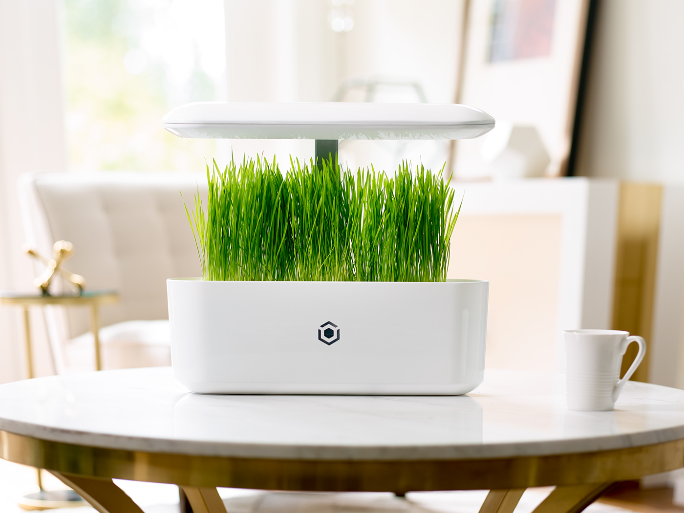 Botany，miniature，intelligence，Potted plants，green，