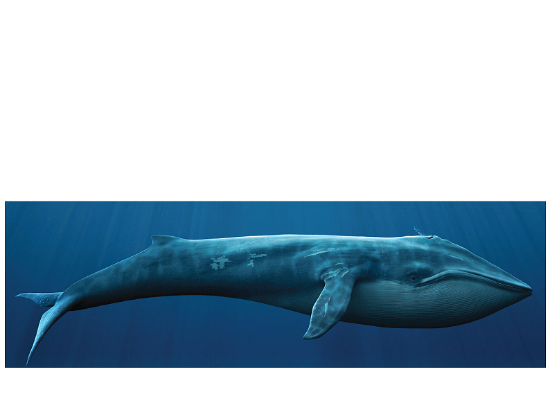 conceptual design，Water motor，Kawasaki Heavy Industries，Blue whale，beluga，