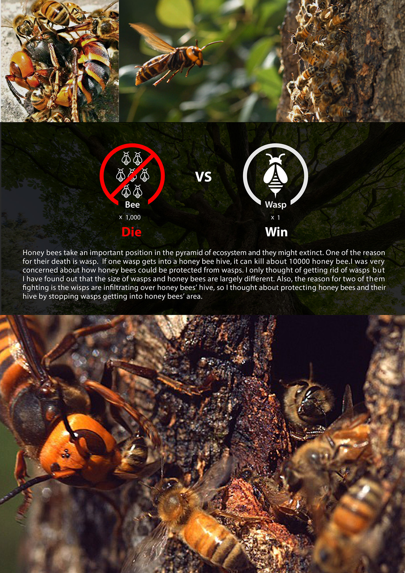 forest，love，protect，honeybee，animal，