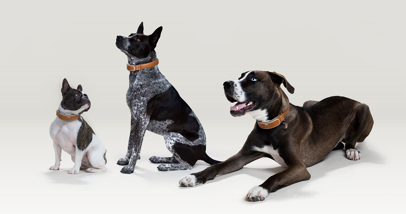 dog，Pet Supplies & Pet，Smart collar，smooth，soft，charge，Adjustable，