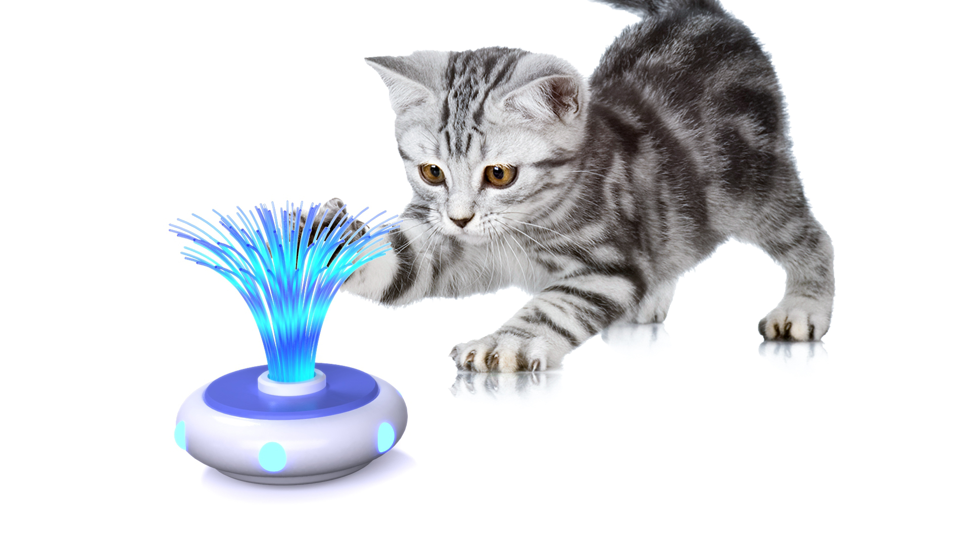 Pet toys，LED toys，