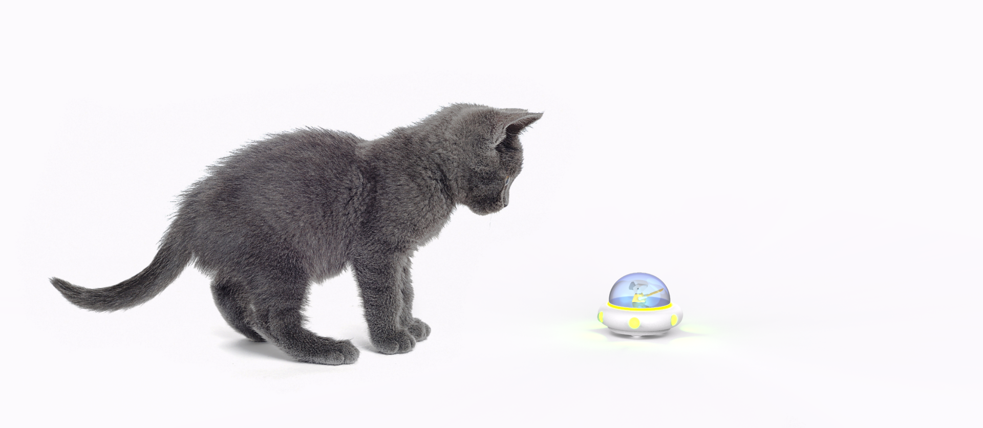 Pet toys，LED toys，