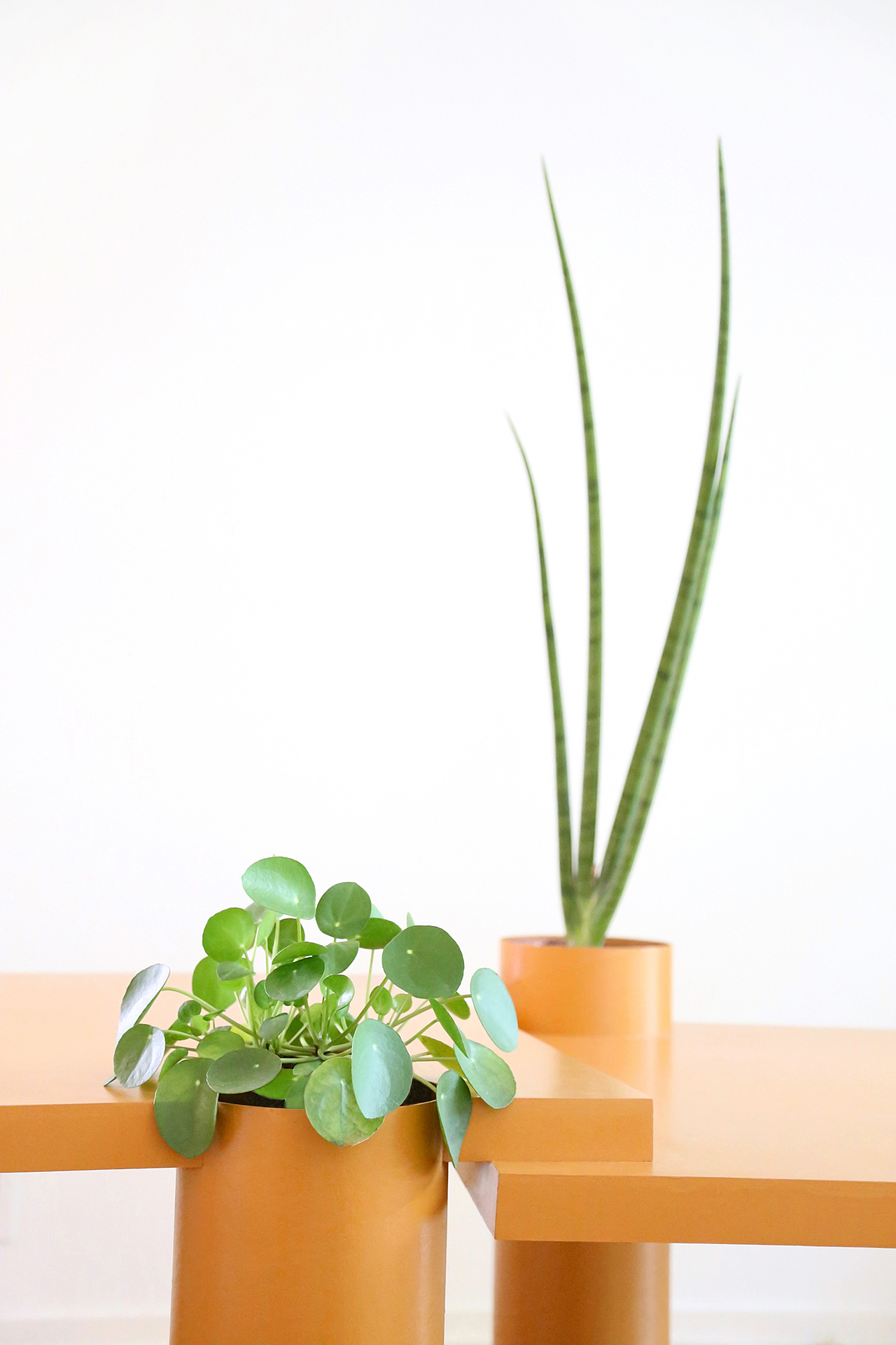 Table，Botany，