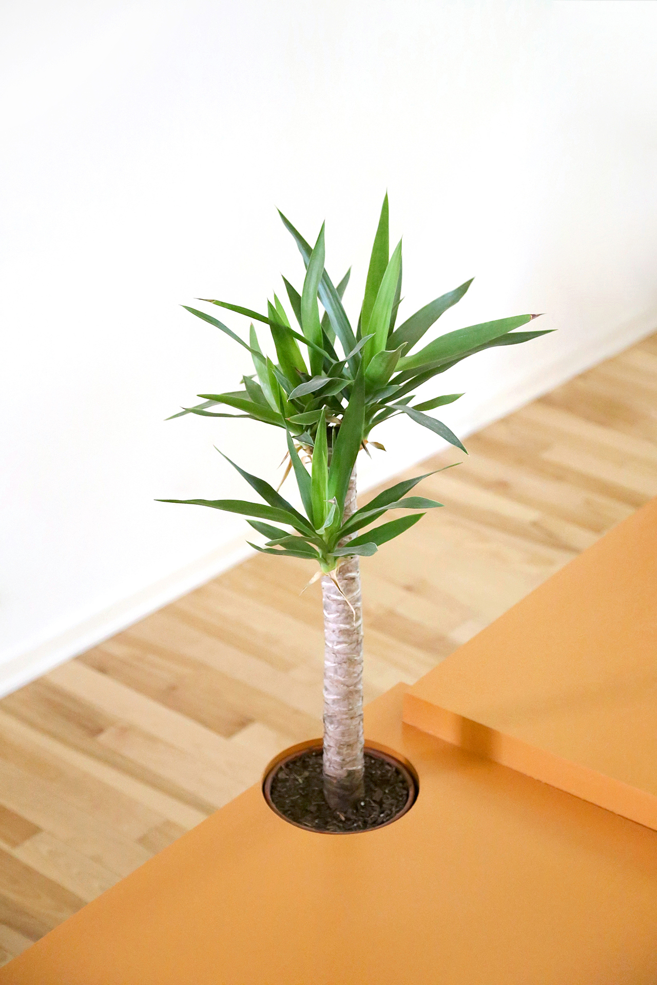 Table，Botany，