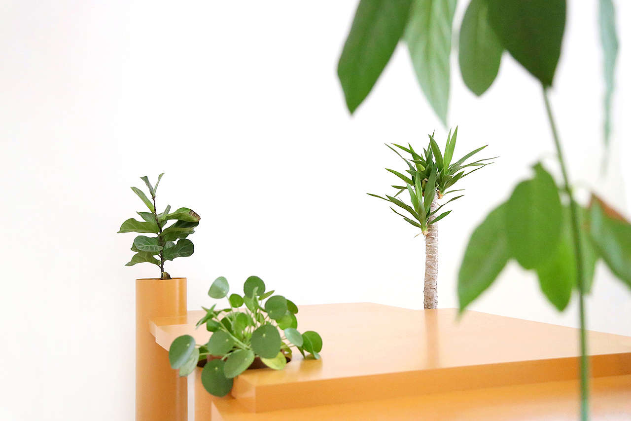 Table，Botany，