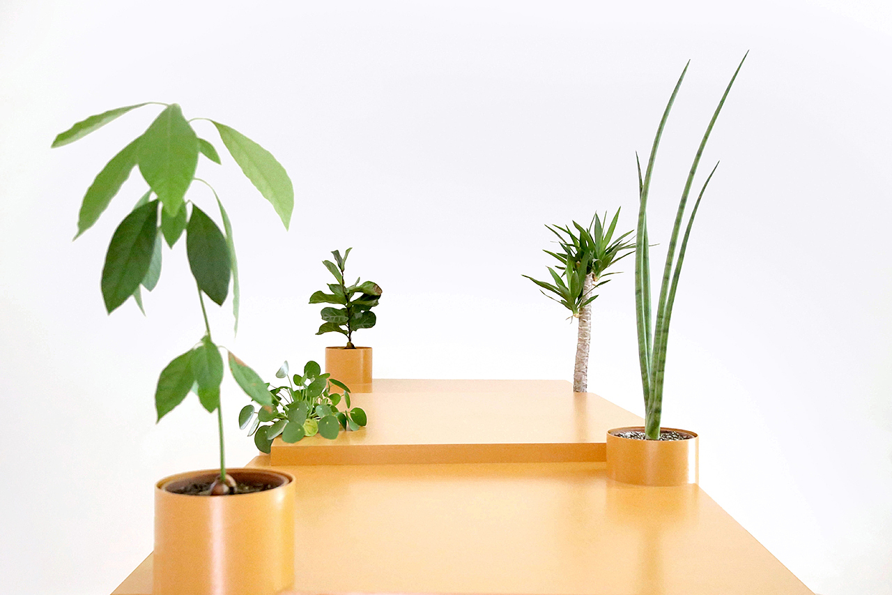 Table，Botany，