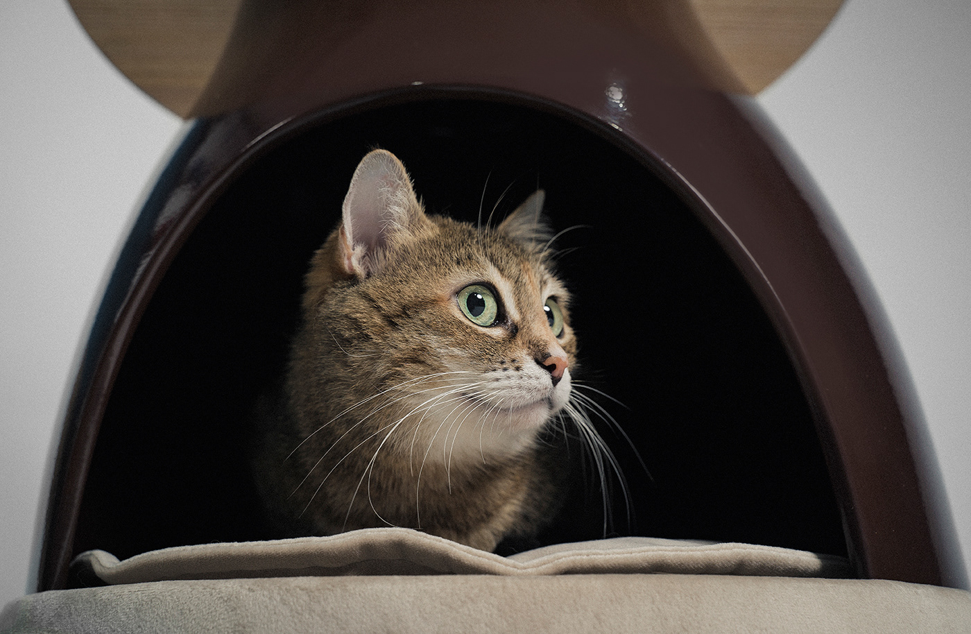 Coffee table，Pet shelter，CeramicaDesign，product design，Pet Supplies & Pet，