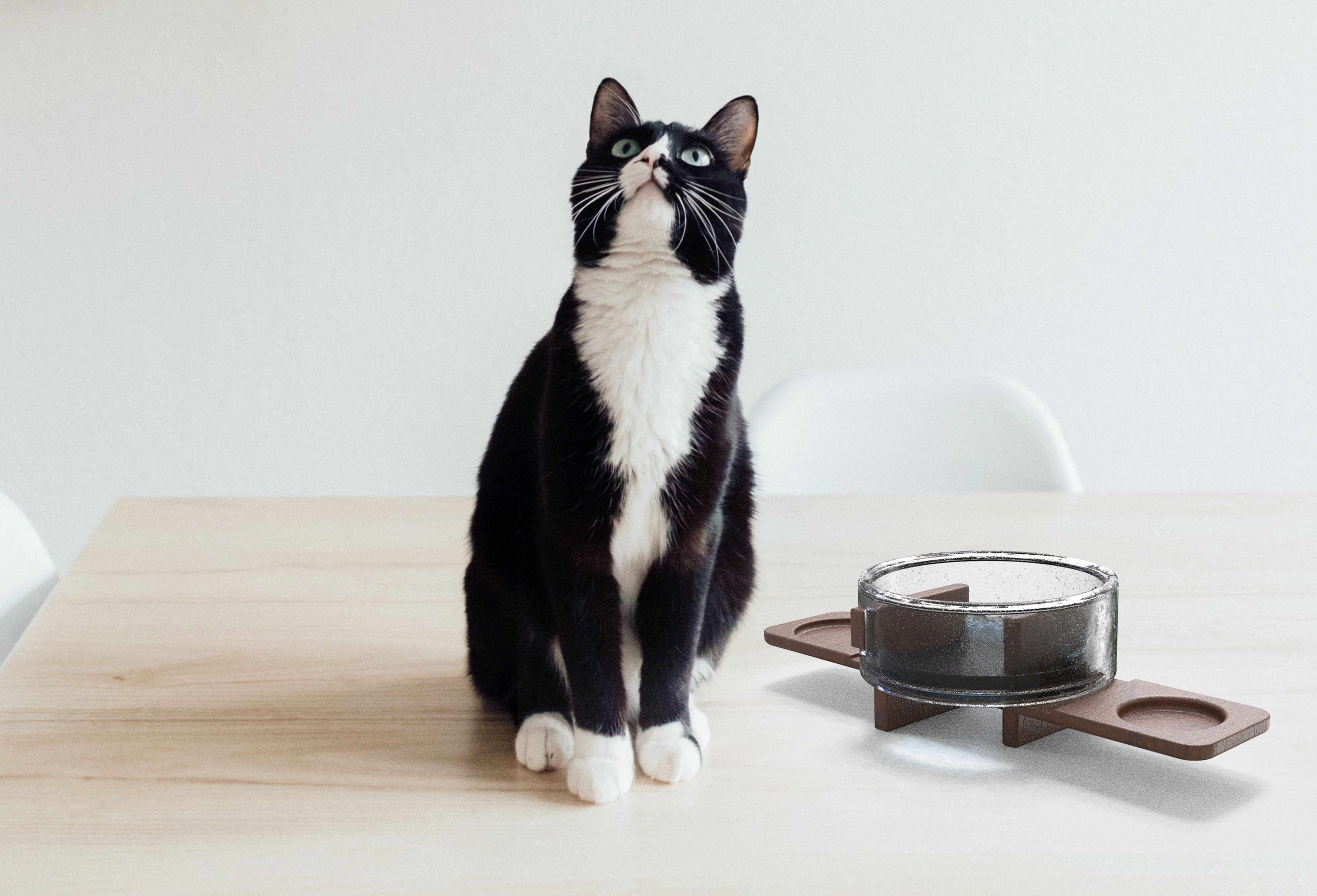 Cat bowl，Pets，environment protection，