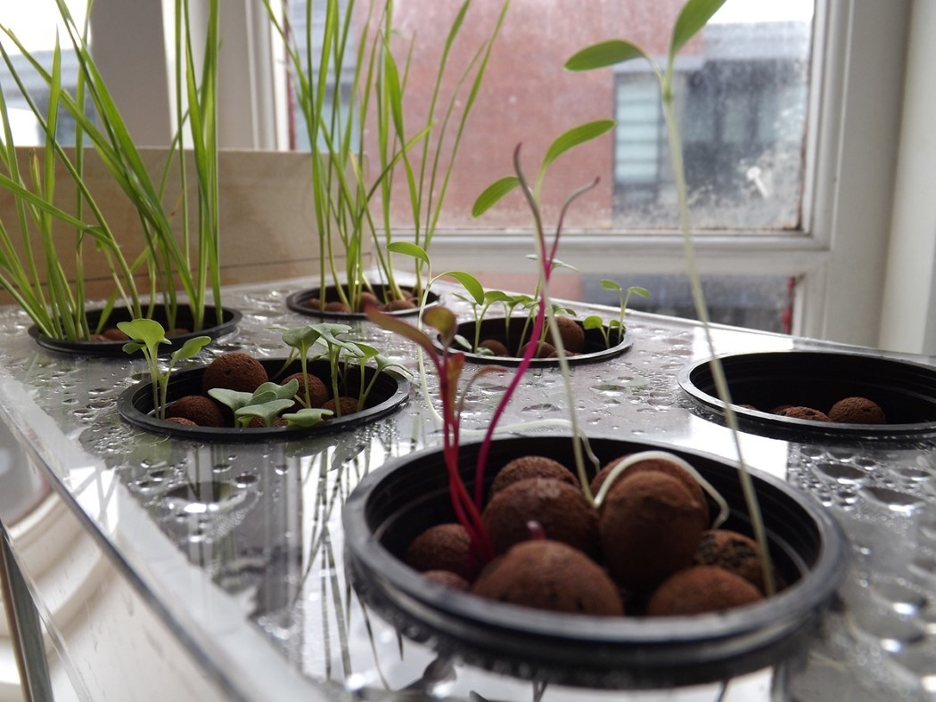 fish tank，Potted plants，Botany，ecology，