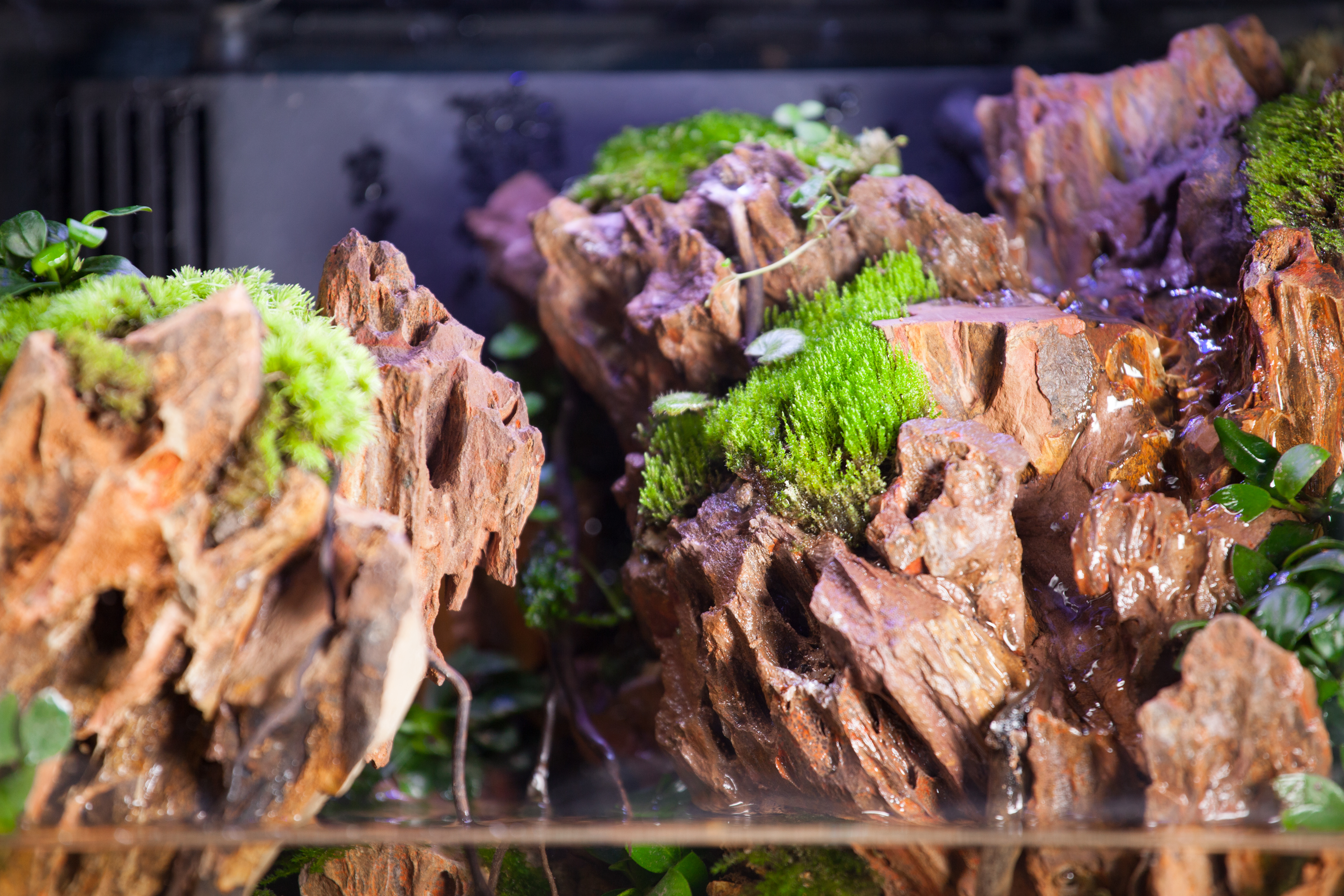 intelligence，ecology，box，