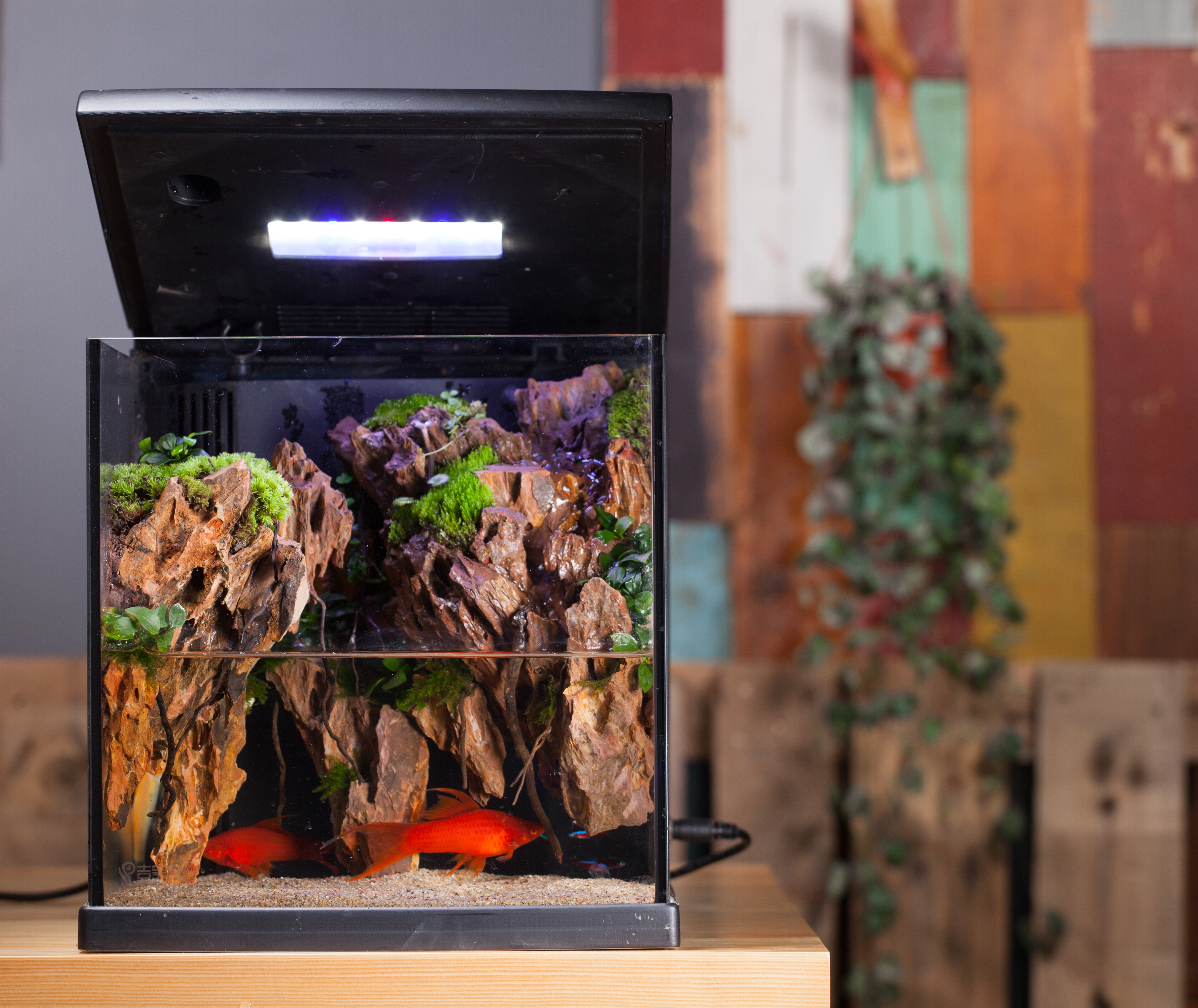 intelligence，ecology，box，