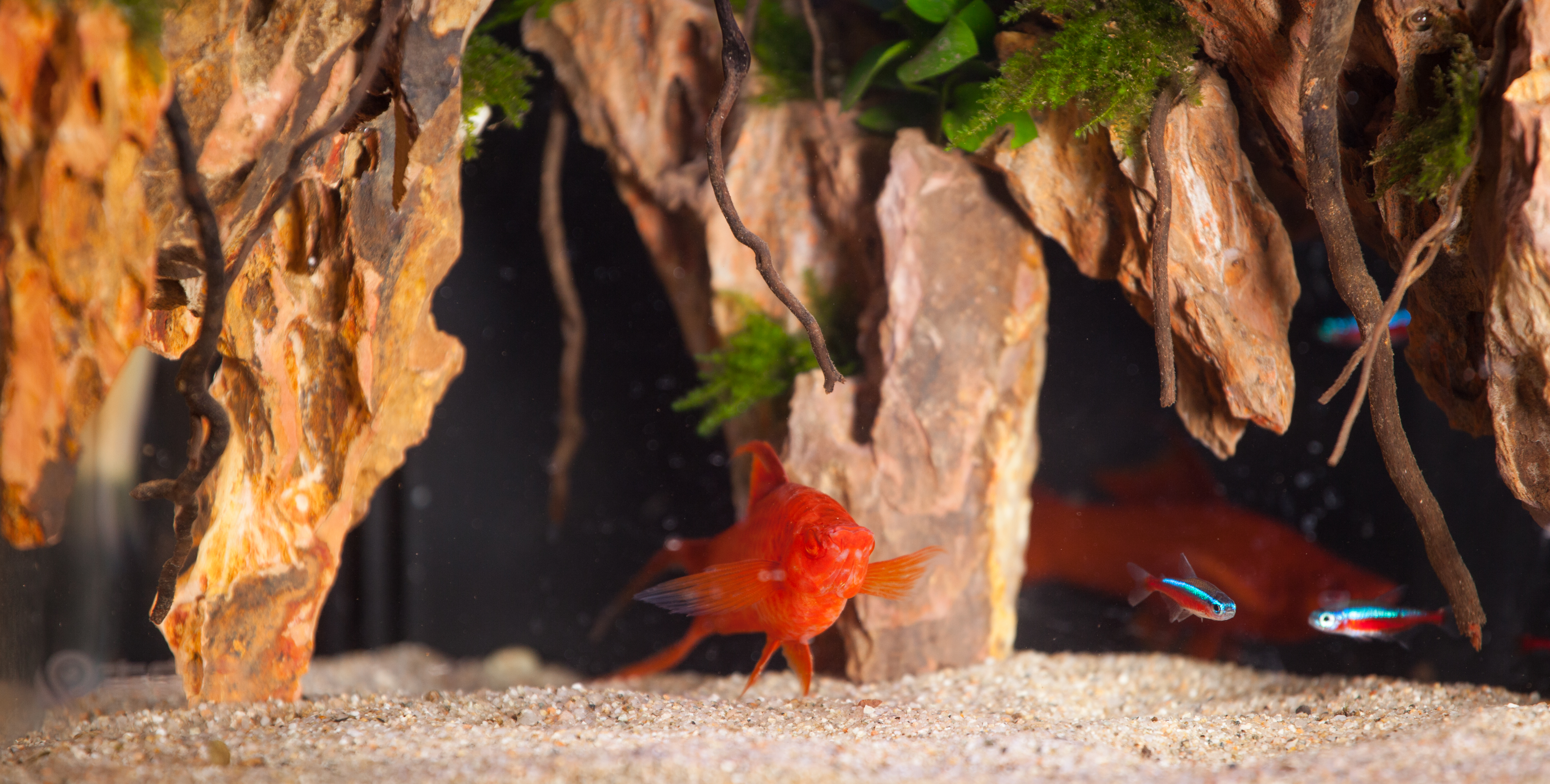 intelligence，ecology，box，