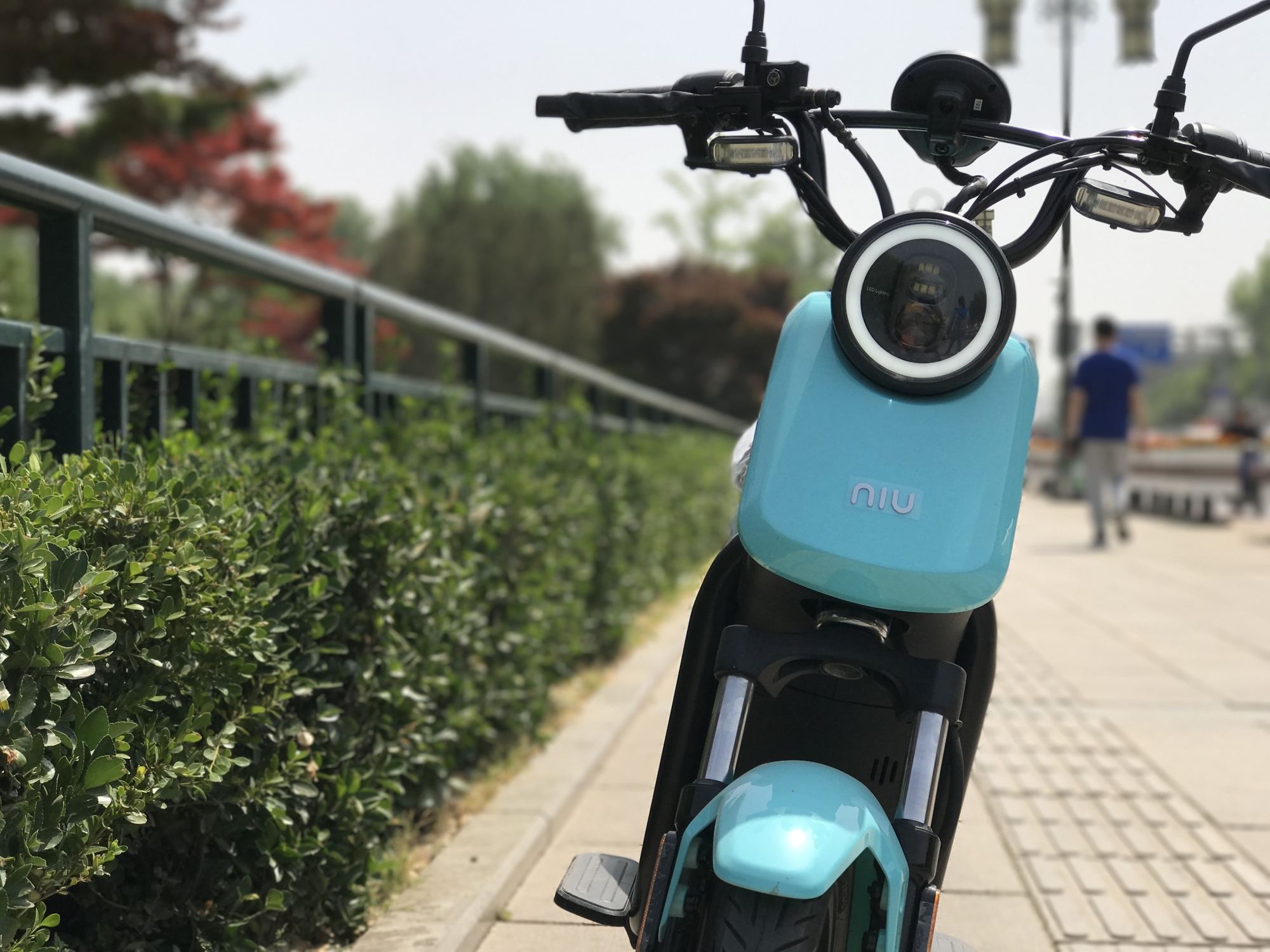 millet，Calf，award-winning work，two thousand and seventeen，Red Star Award，