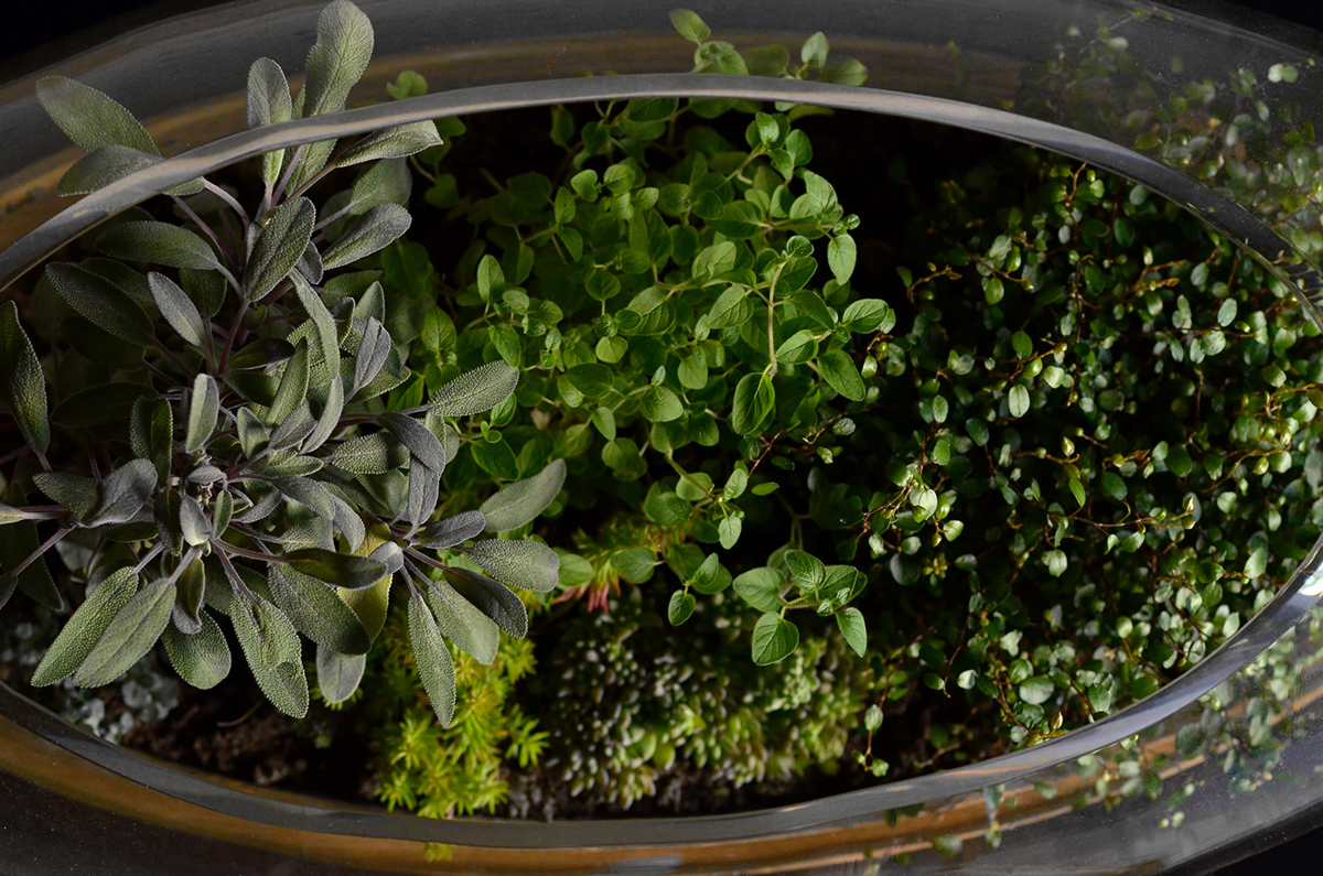 Flowerpot，Botany，manual，Glass，wood，