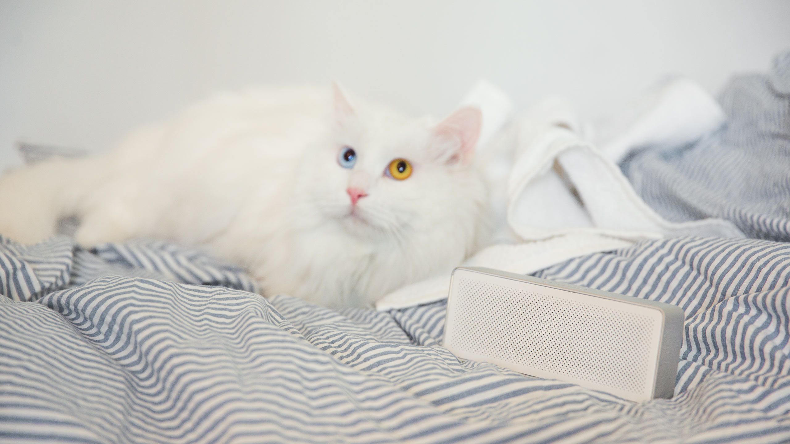 millet，loudspeaker box，sound，Bluetooth，two，