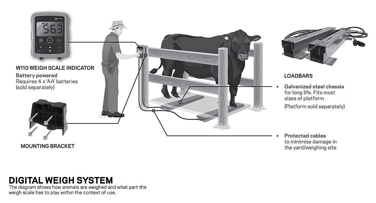 tool，weigh，livestock，intelligence，