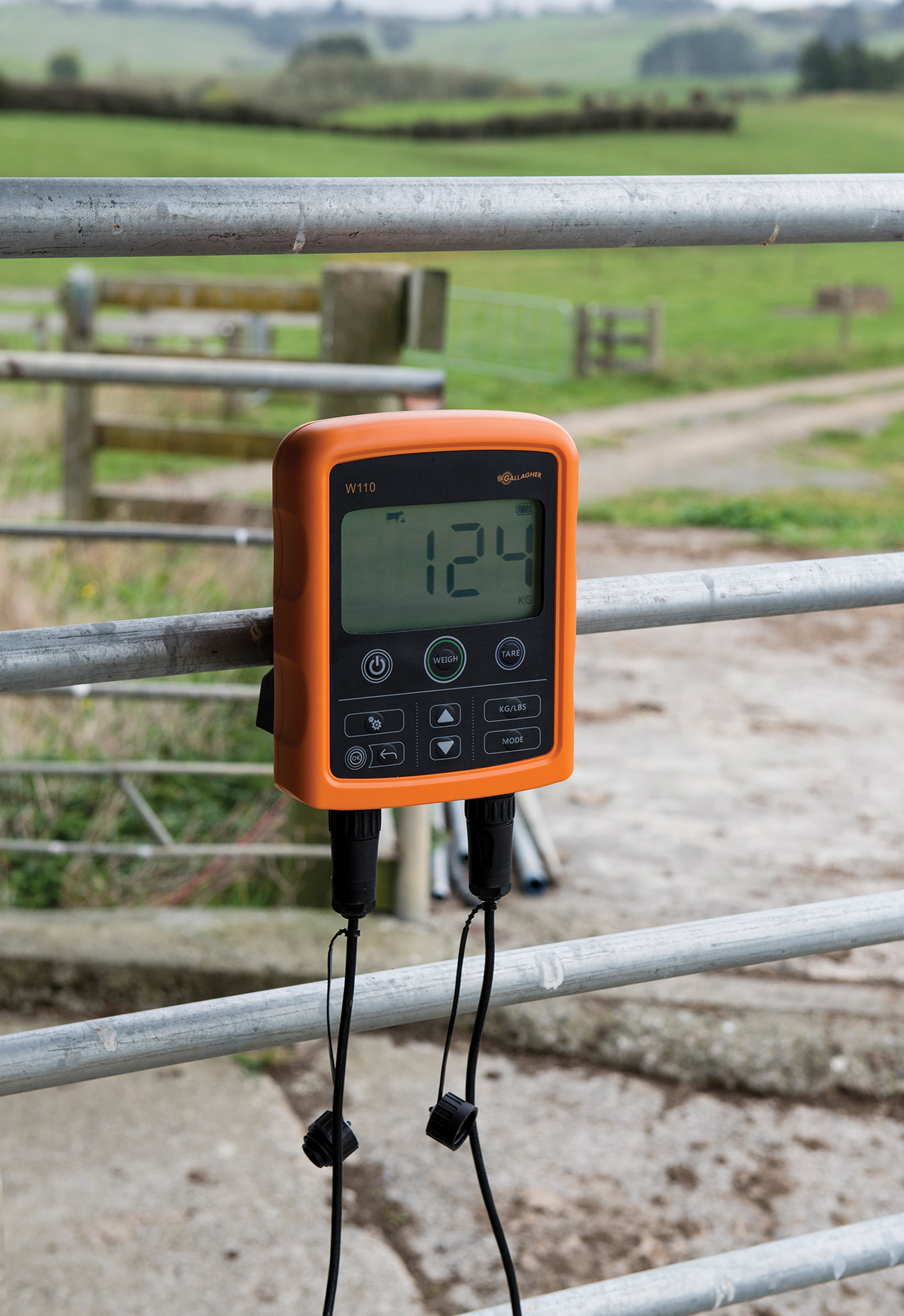 tool，weigh，livestock，intelligence，