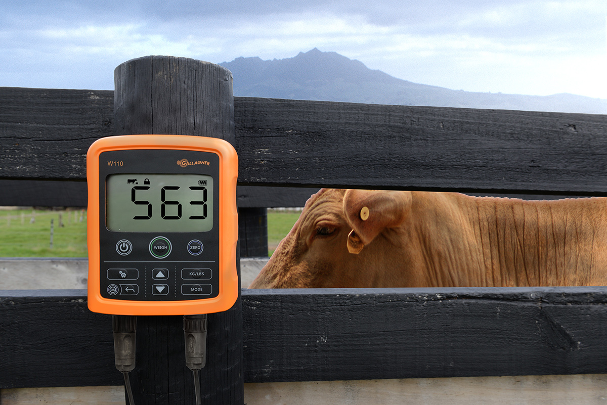 tool，weigh，livestock，intelligence，