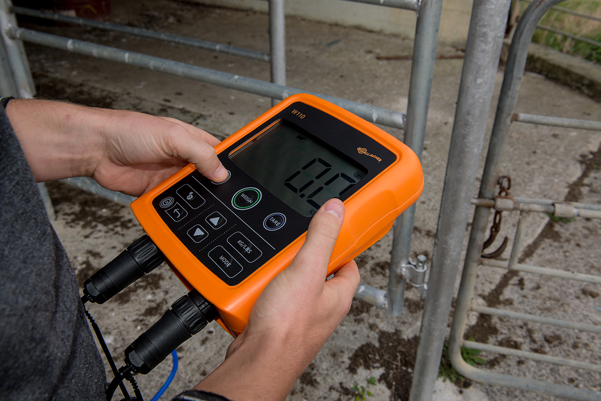 tool，weigh，livestock，intelligence，