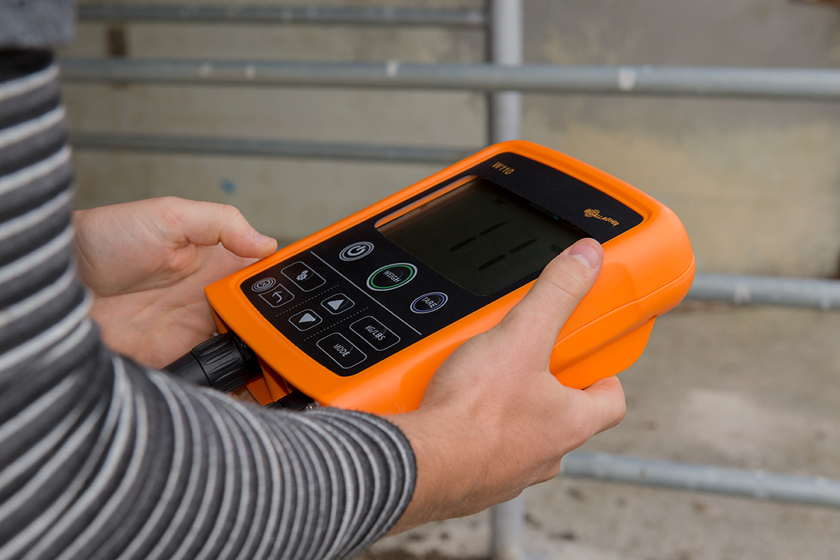 tool，weigh，livestock，intelligence，