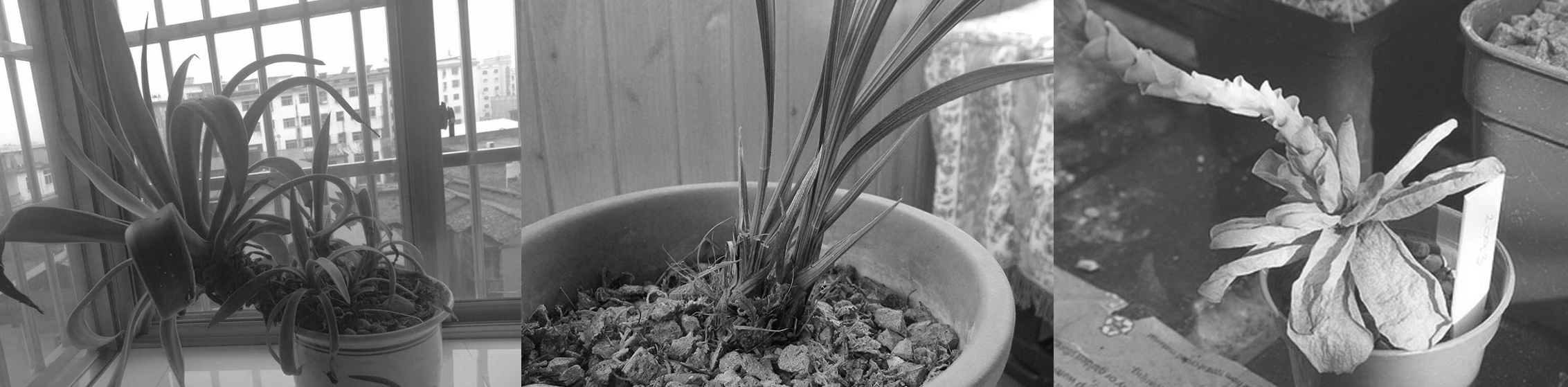 environment protection，rotate，watering，Intelligent pot，Botany，grow flowers，WATERSUPPLY，