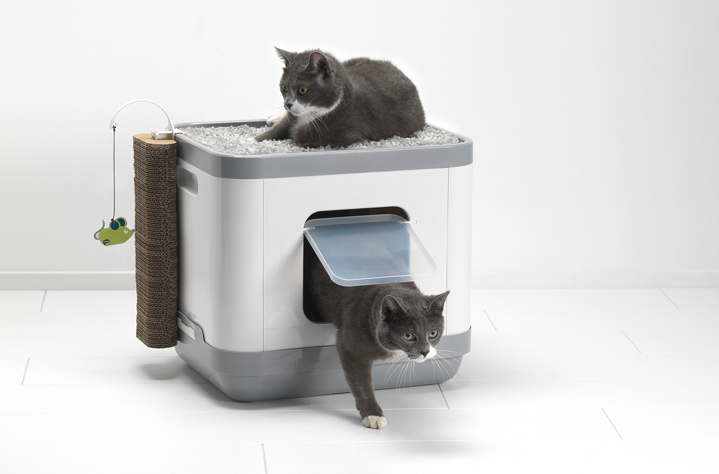 cat，concept，nest，play，