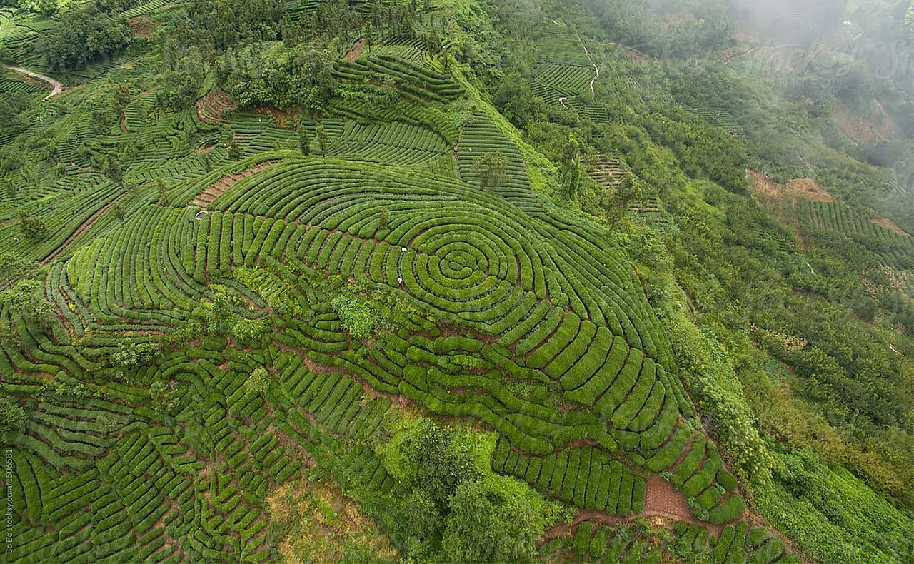 茶叶，环保，种植，