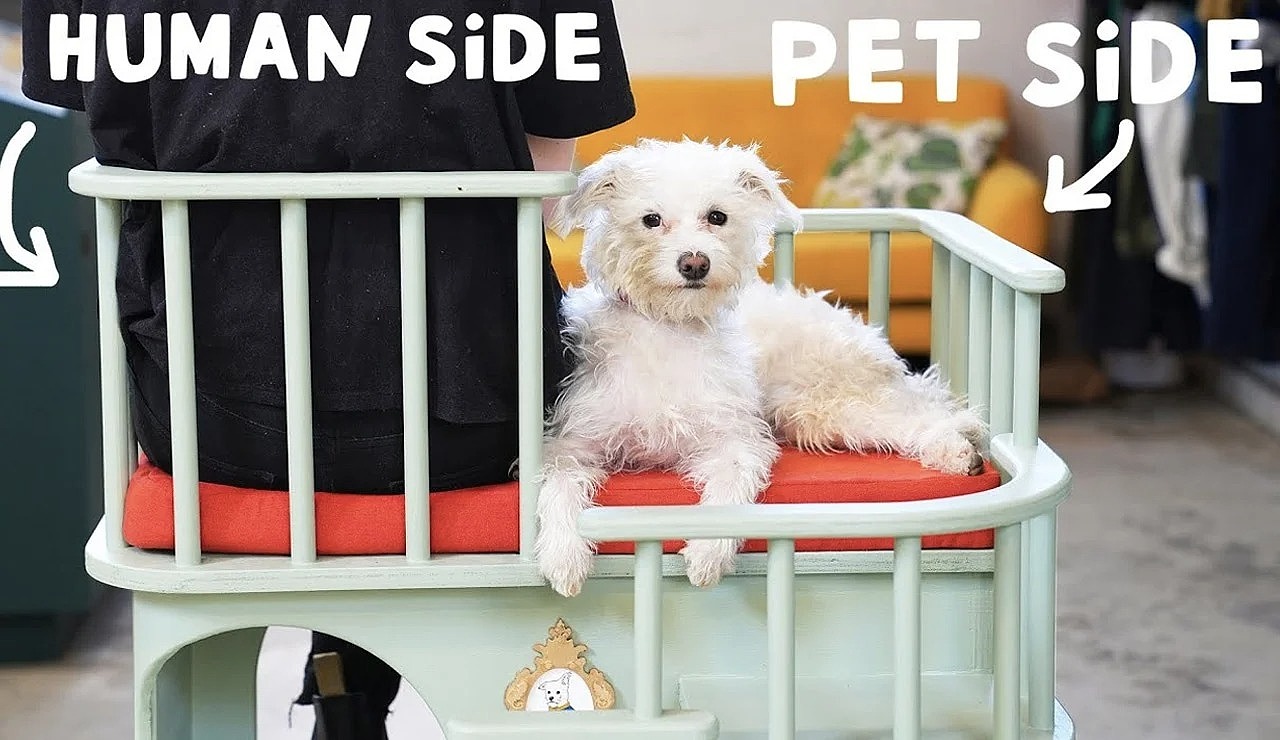 Pet Supplies & Pet，dog，Pets，clean，