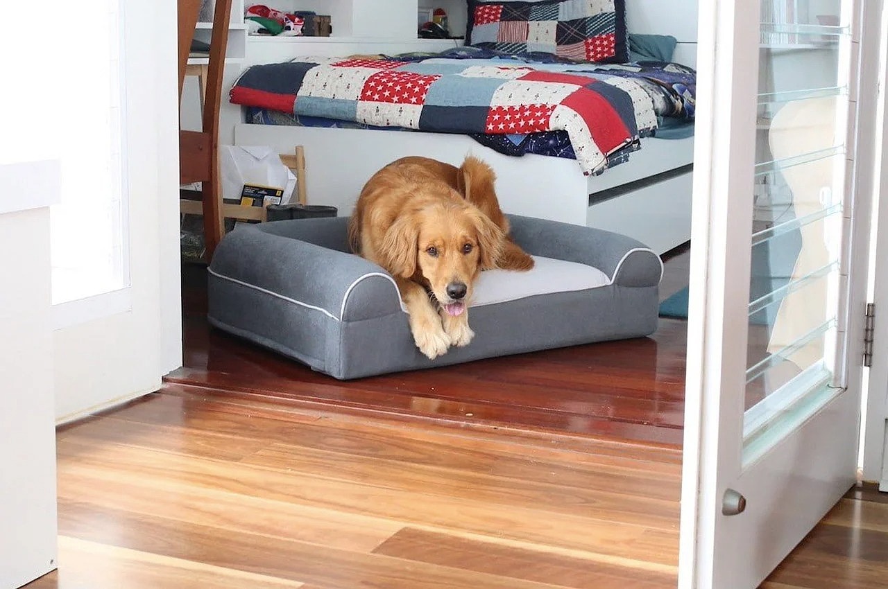 Pet Supplies & Pet，dog，Pets，clean，