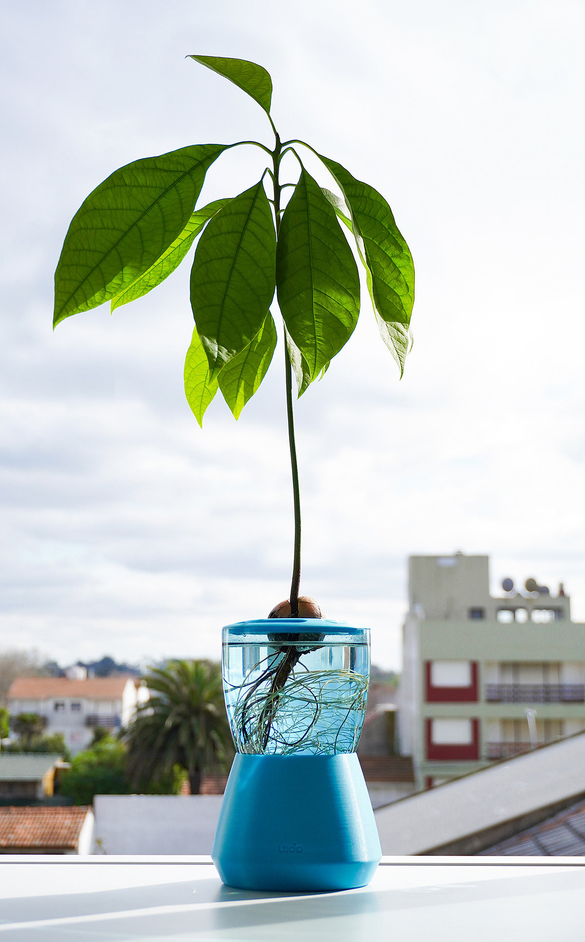 product design，Palto，Hydroponic pot，