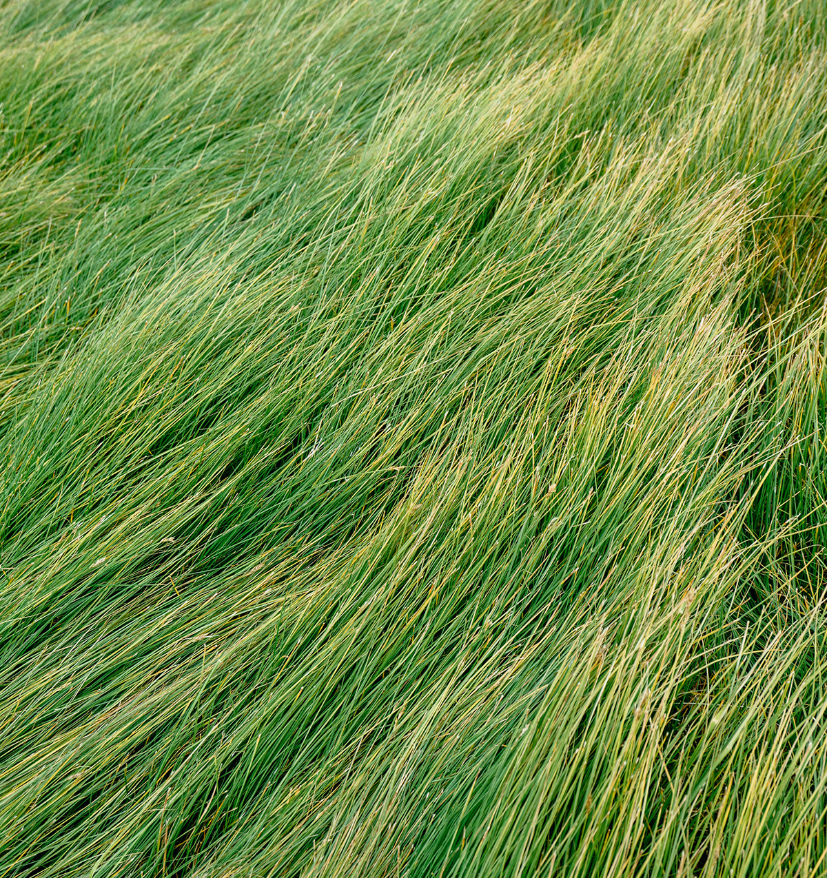 texture，furniture design ，chair，woodiness，