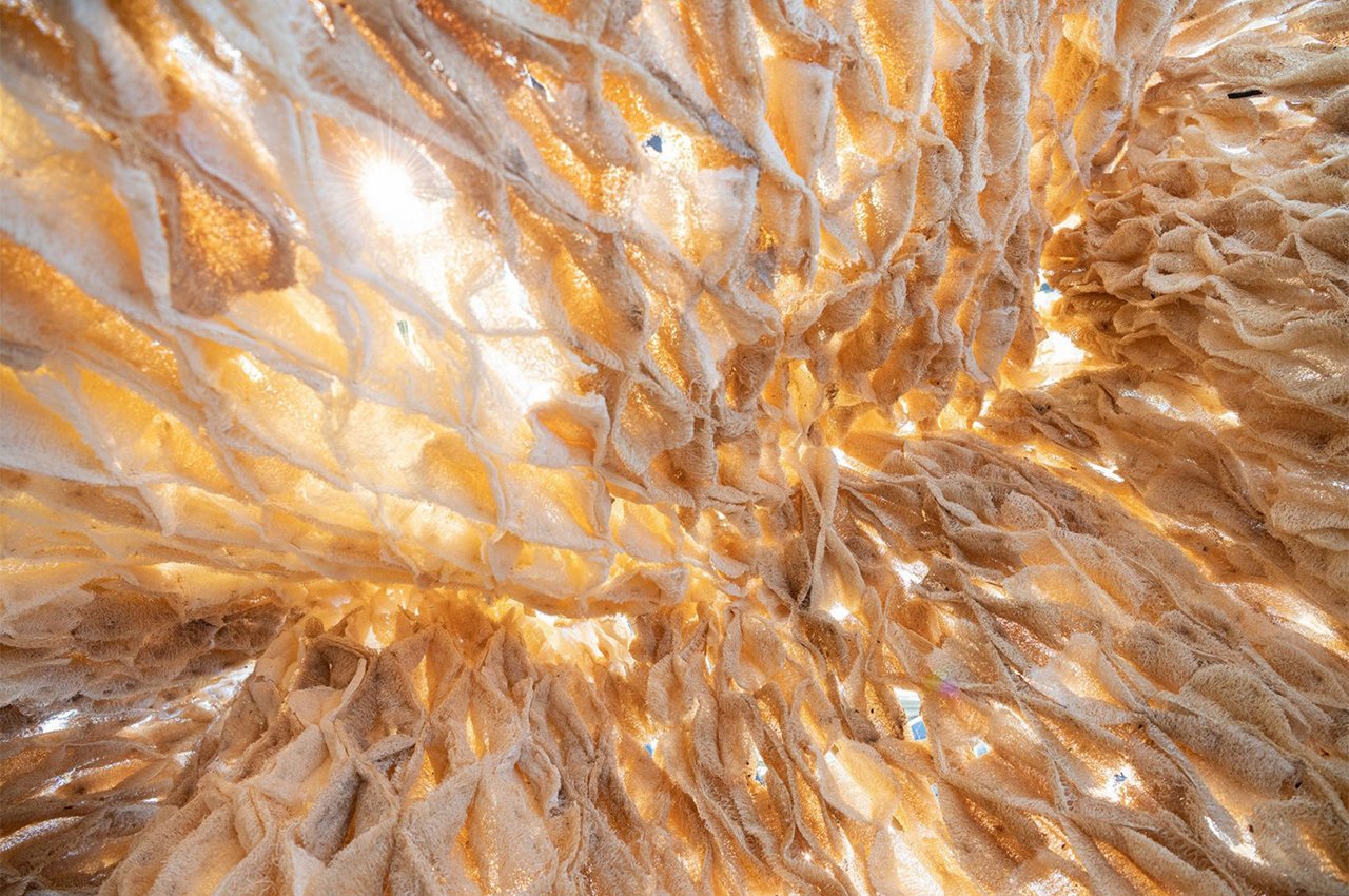 The Living，Architecture，ALIVE，Innovative architecture，