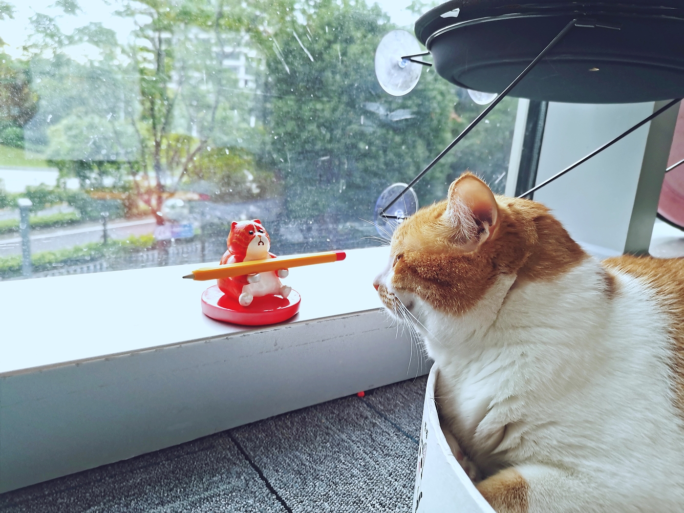 cat，life style，product design，proposal，