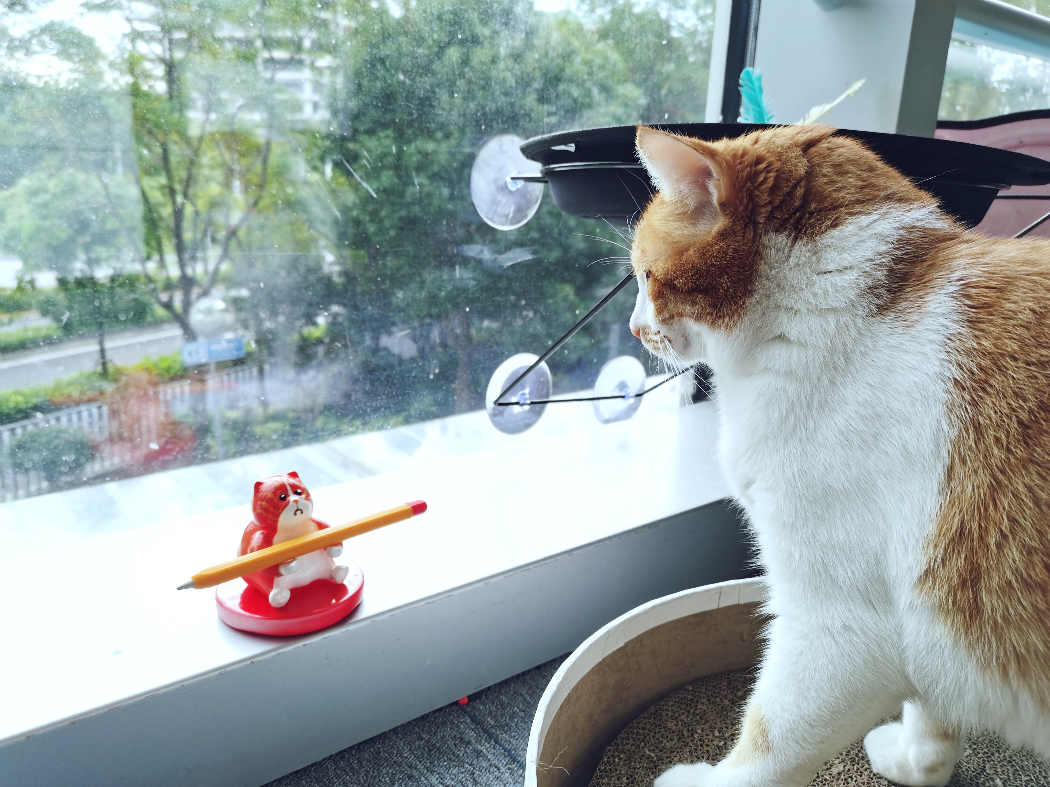 cat，life style，product design，proposal，