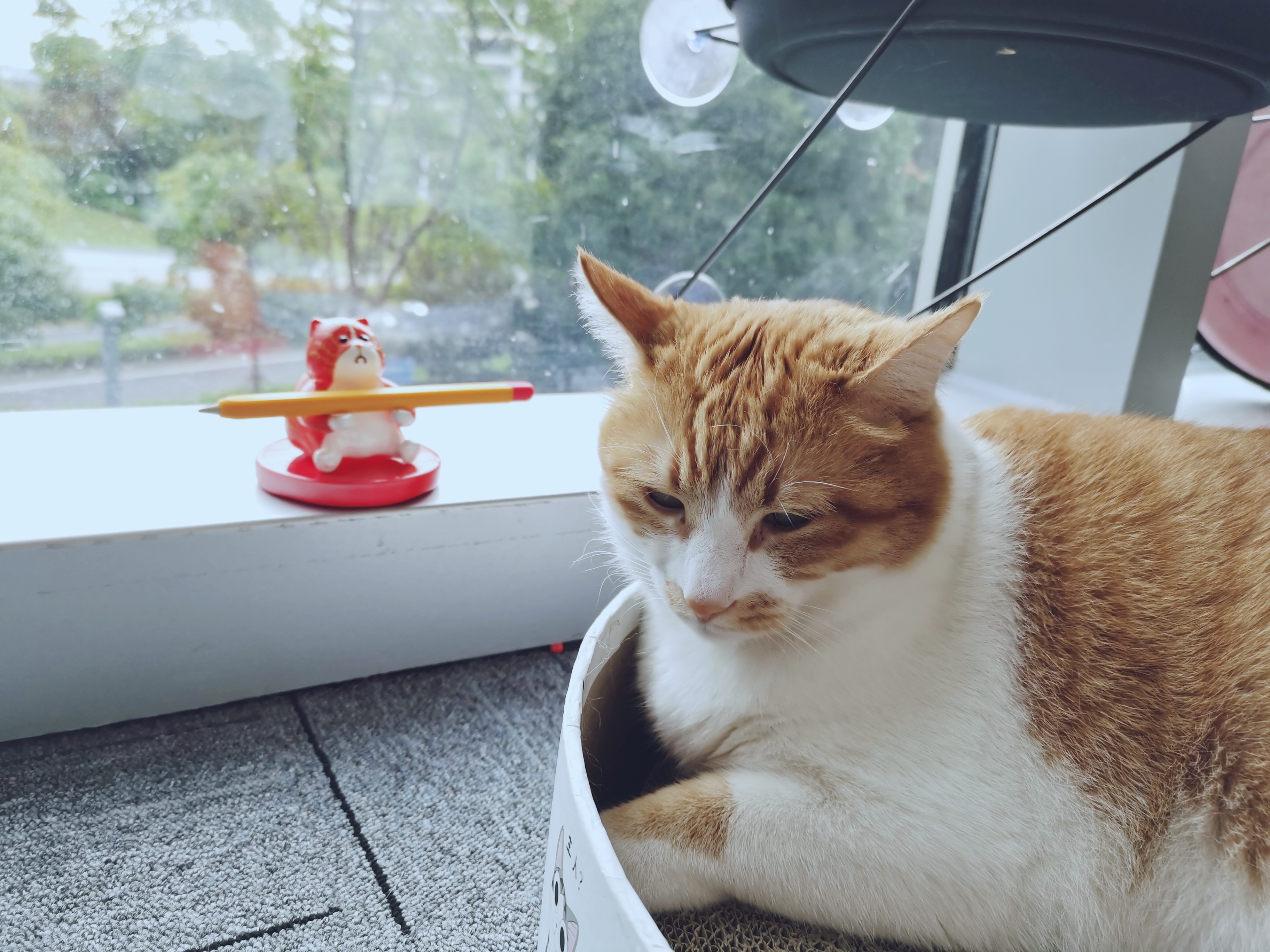 cat，life style，product design，proposal，