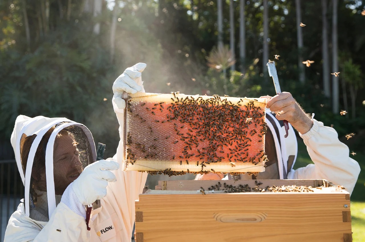 Honey Flow，Flow Hive，sustainable，Innovation，