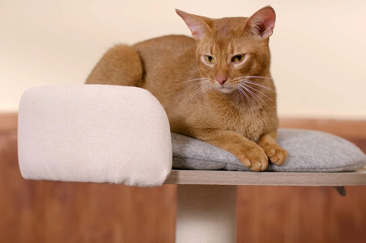 modularization，diy，originality，Cat climbing frame，