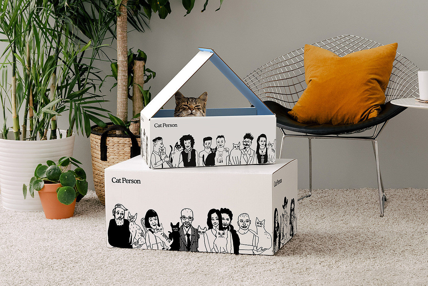 cat，Box，illustration，Consignment，