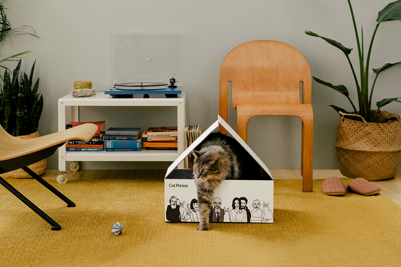 cat，Box，illustration，Consignment，