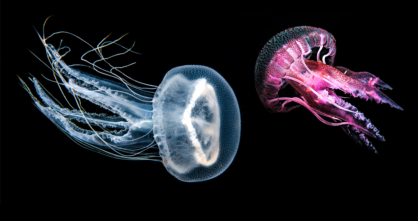 M. Namayandegi，SELENA LIGHTING，Selena lighting series，Pelagic noctilucent jellyfish，LED light source，Glass diffuser，Special design，